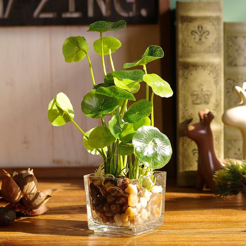 Cây rau má giả giống thật 100%