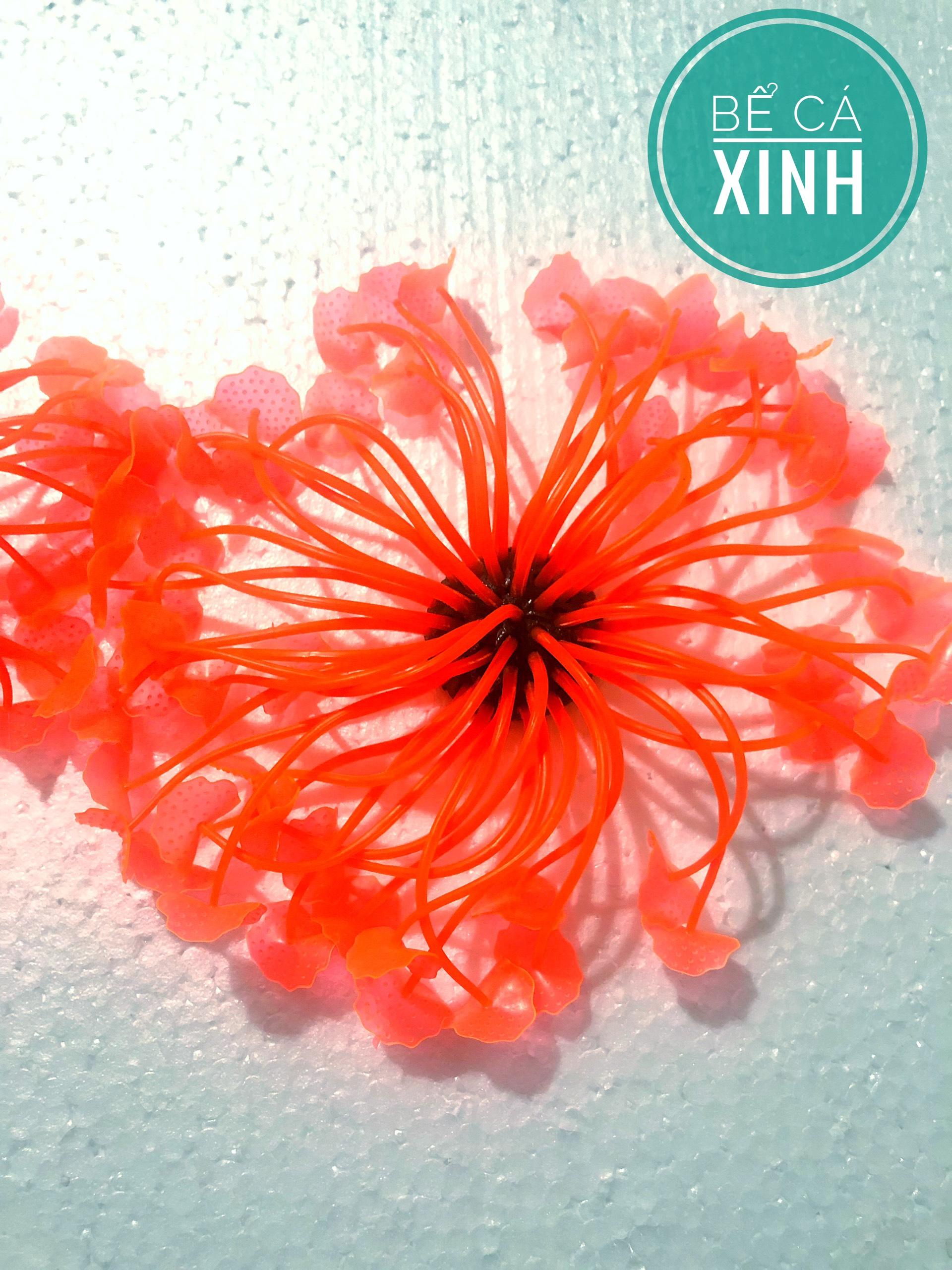 Cây rong cao su trang trí hồ cá cảnh