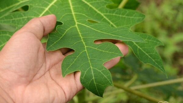 Lá đu đủ đực phơi khô 500 gam