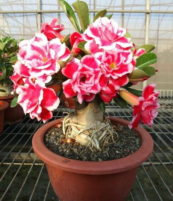 Cây hoa sứ thái kép nhiều màu _ được chọn màu - cghstct