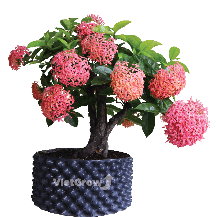 Bầu ươm v6 - cao 50cm - độ dầy 0.6mm