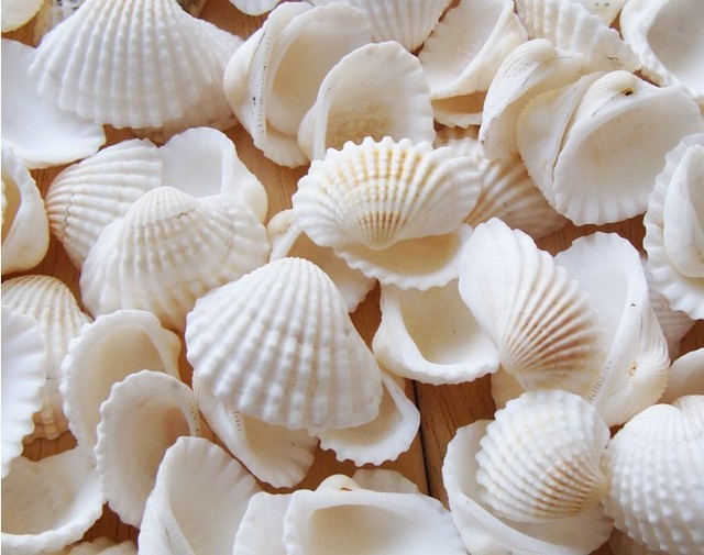 Vỏ Sò Biển trang trí nhà cửa, bể cá cảnh , Decor trang trí