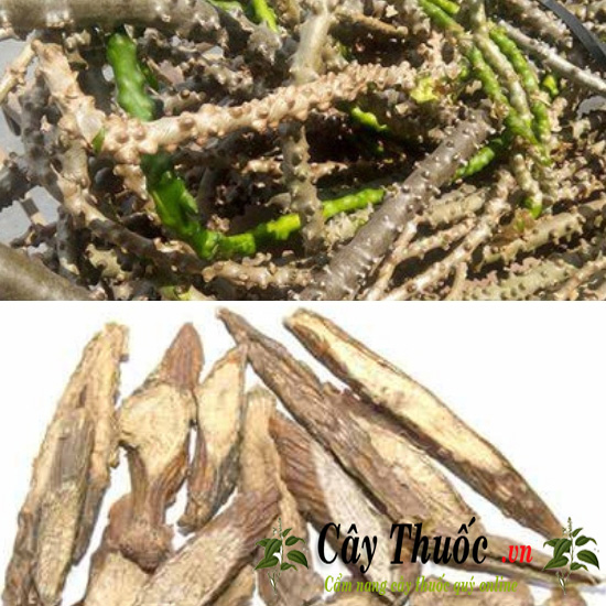 Dây thần thông 1 ký phơi khô