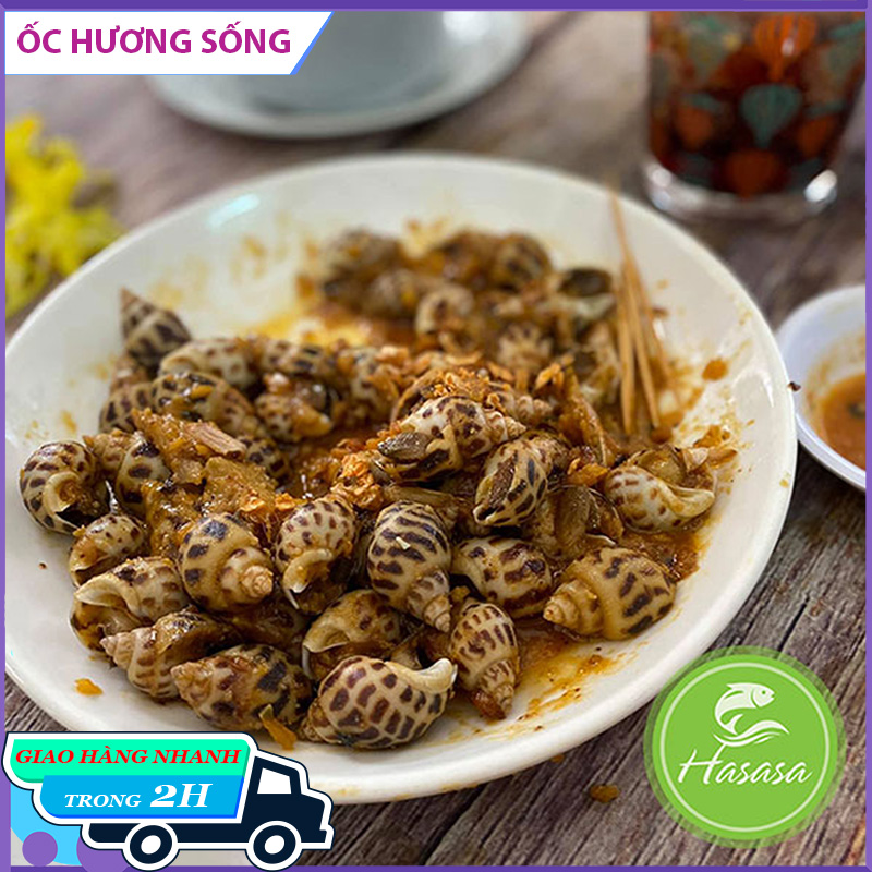 Ốc Hương Biển Sống Loại 90-100 con/kg - 1kg/gói - Giao Hàng Ngay Tại HCM - Bách hóa hải sản tươi sống Hasasa