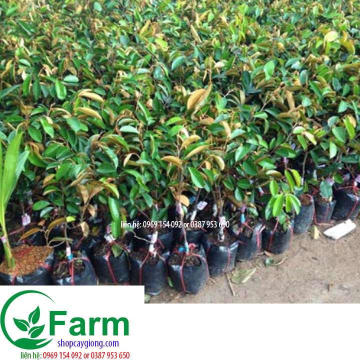 Cây vú sữa ghép  tặng thêm cây mặc định