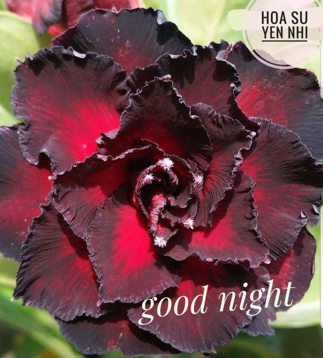 [HCM]Cây sứ thái ghép bo hoa cánh kép Good Night (hoa như hình) củ to bo khỏe.