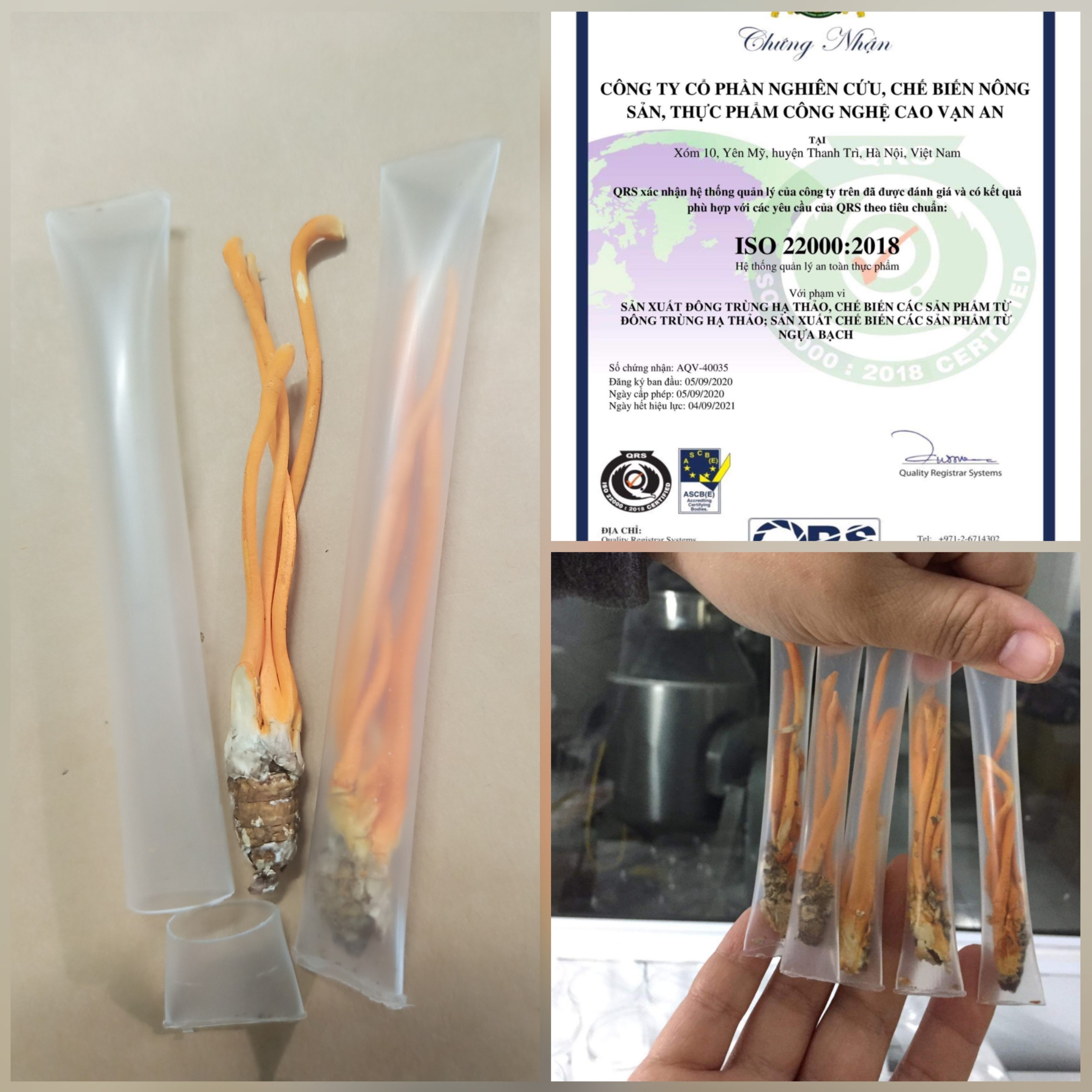 [HCM]Nhộng Đông Trùng Hạ Thảo Loại Lớn Sấy Thăng Hoa