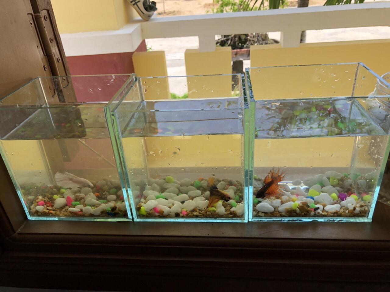 Bể cá mini để bàn