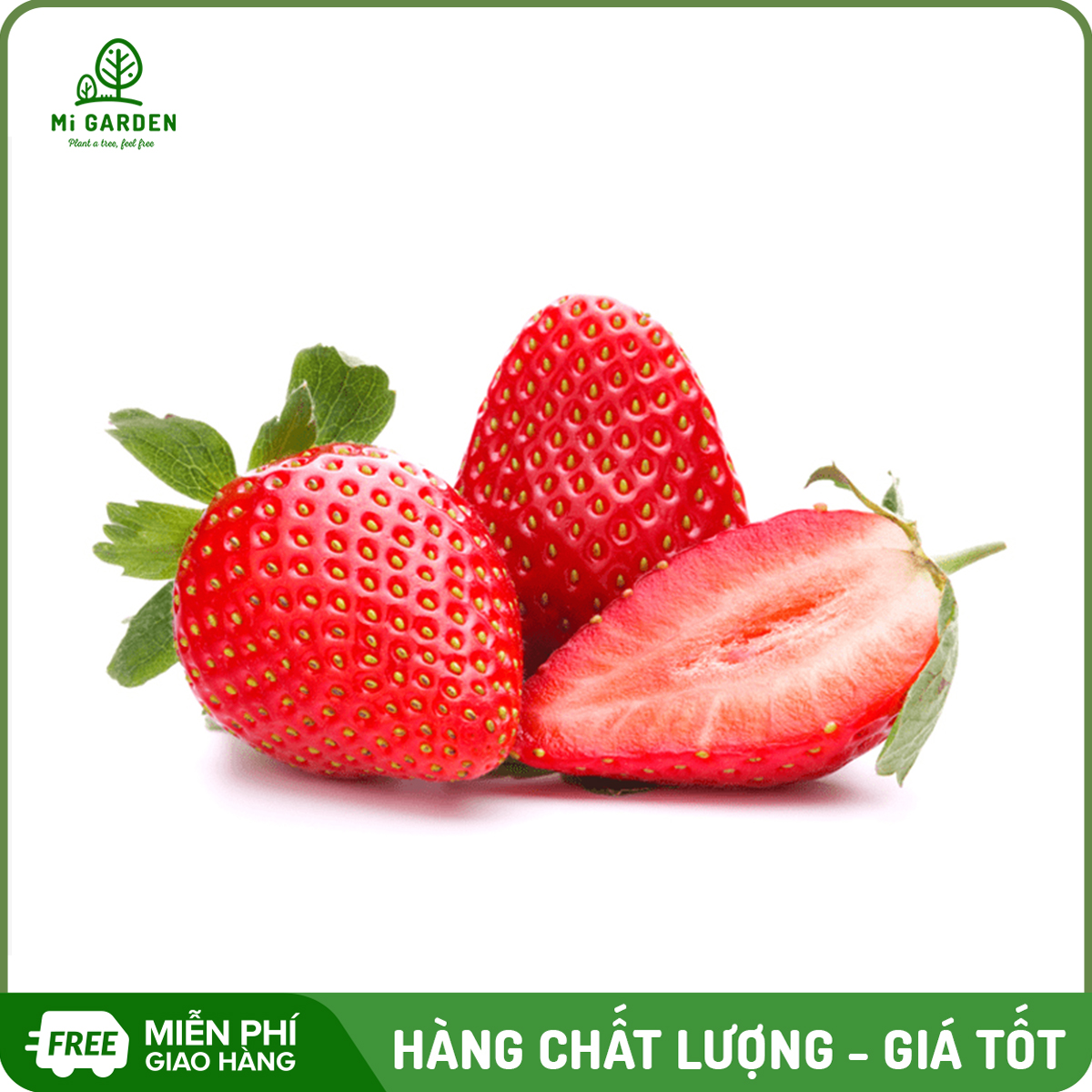 Hạt giống Dâu tây đỏ Mi Garden, hạt giống dễ trồng, dễ chăm sóc