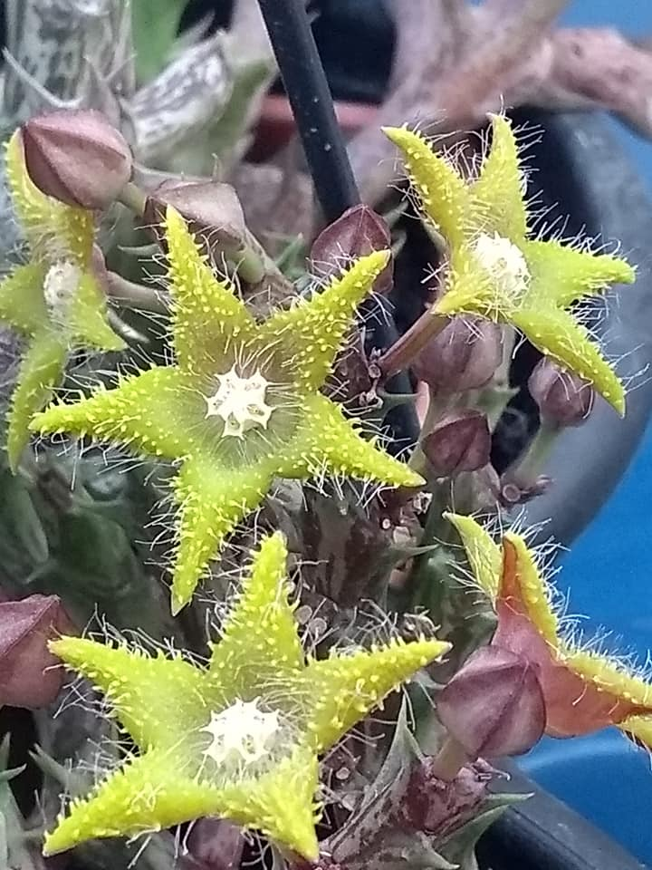 Xương rồng sao biển hoa vàng (Orbea Dummeri)
