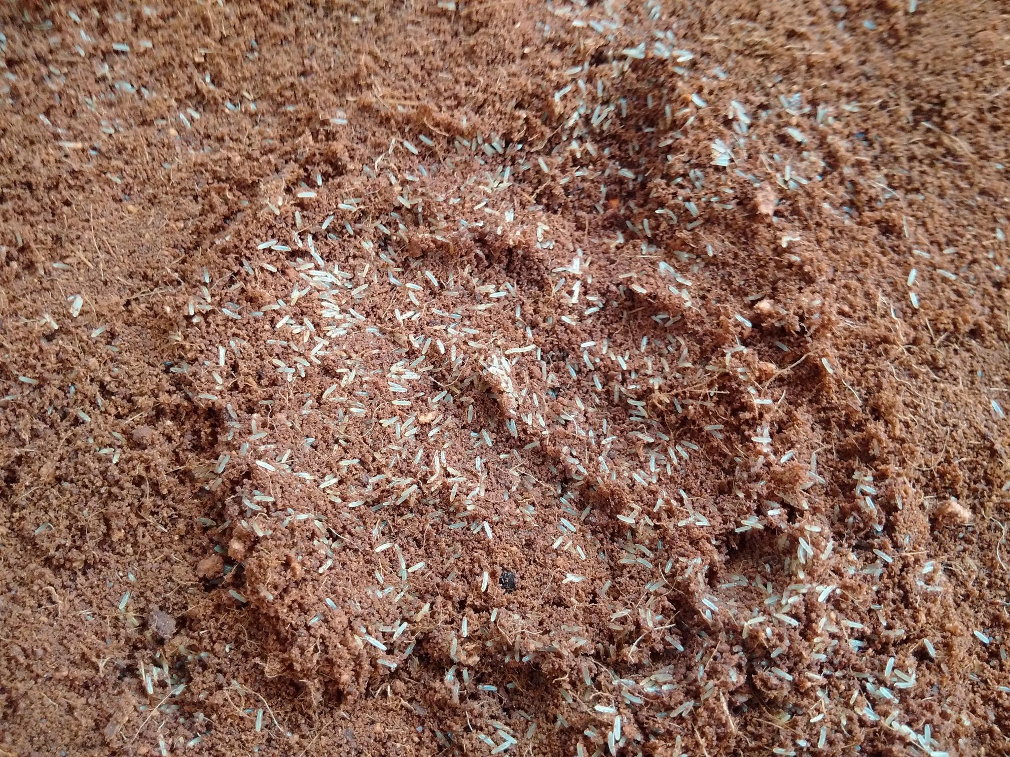 [HCM]Ổ TRỨNG DẾ