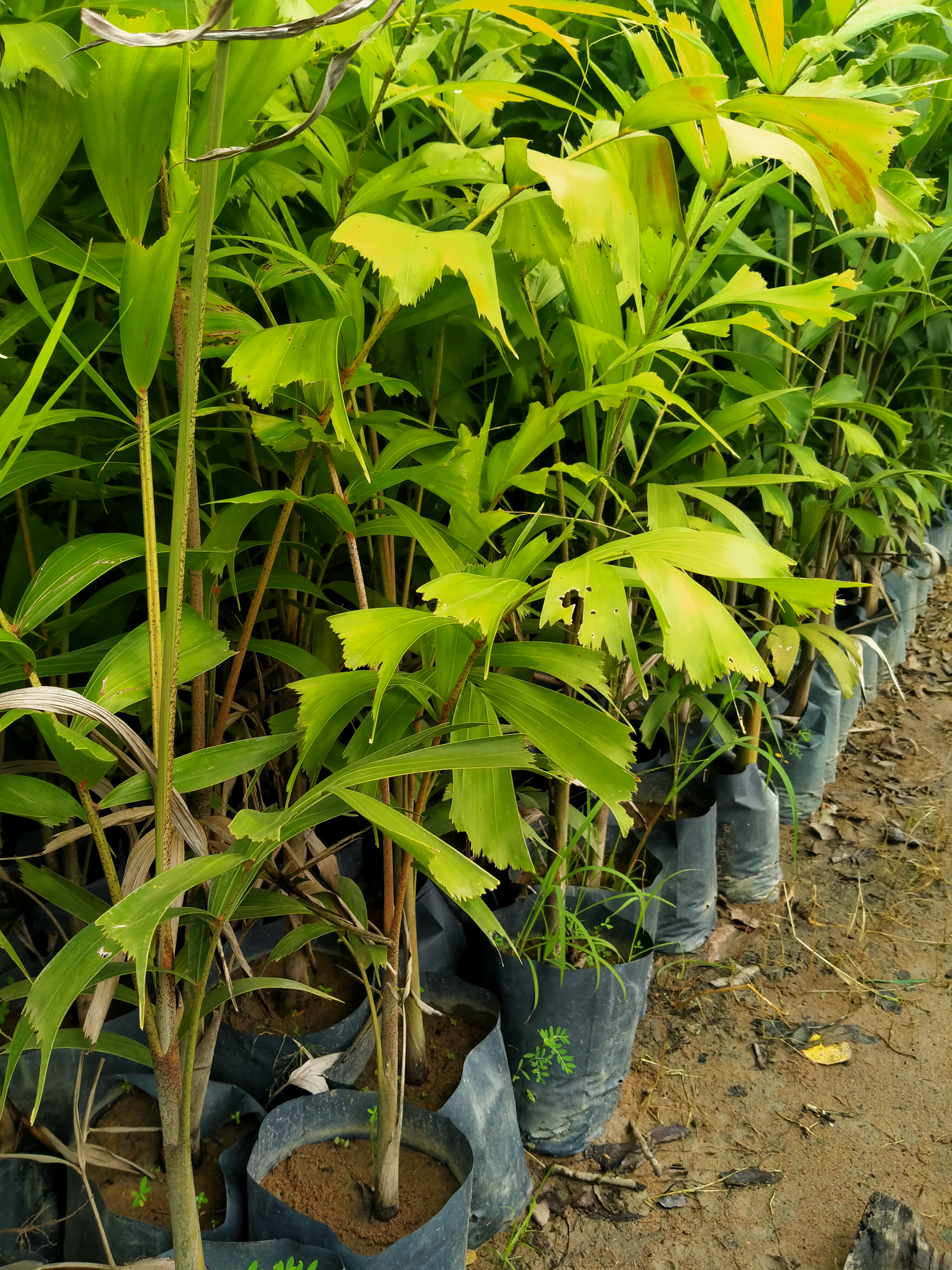 5 cây cau đuôi chồn