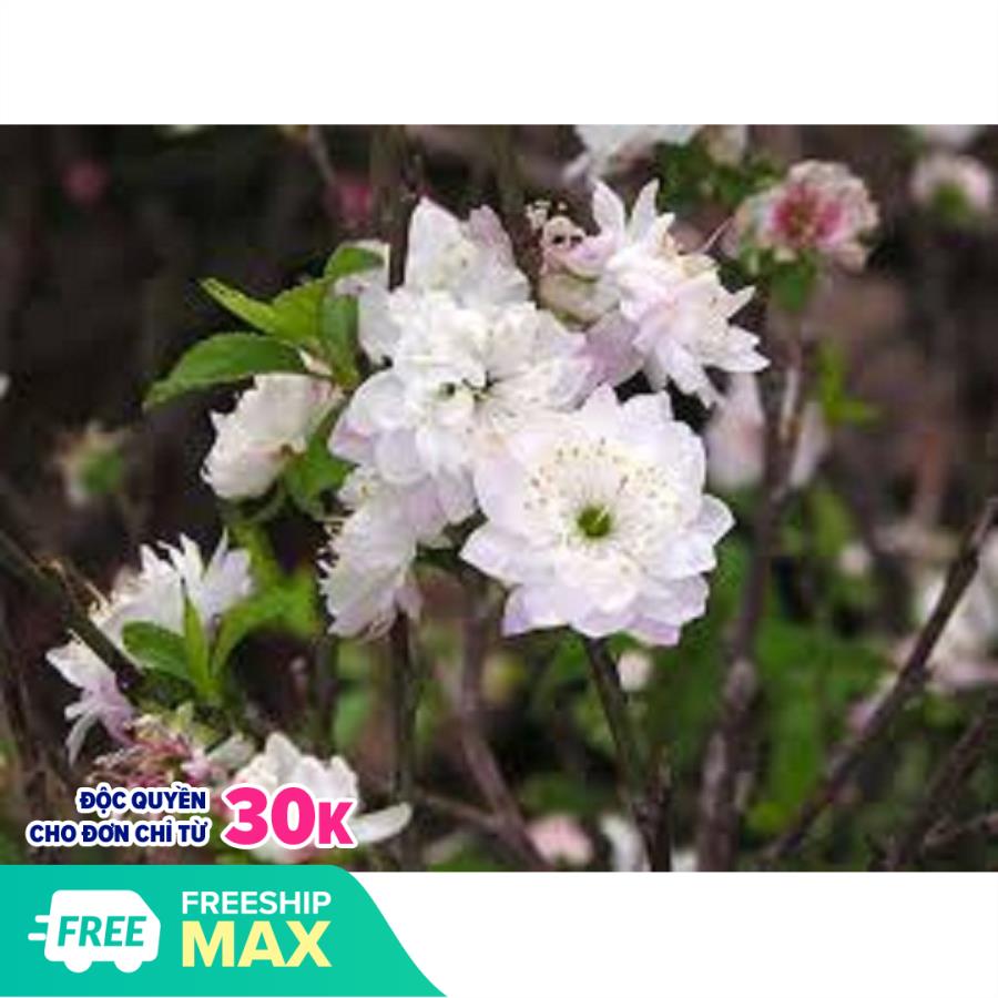 Com bo 2 Bầu cây giống nhất chi mai màu hoa thanh khiết mang lại may mắn cho gia chủ