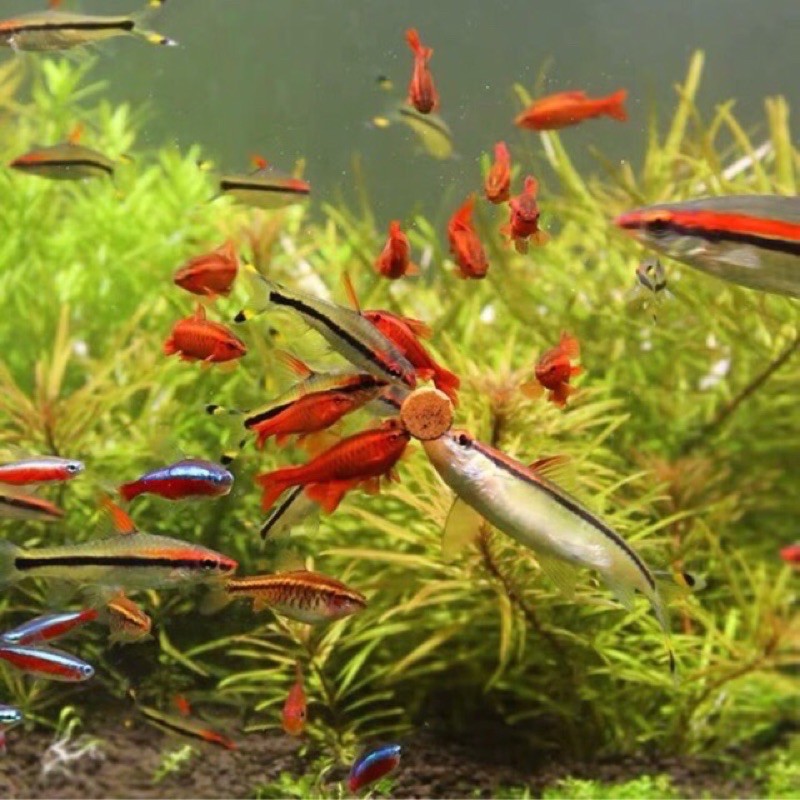 Thức ăn dán bể kinh cho cá cảnh Aquafin 100ml.