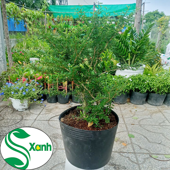 Cây Linh Sam 86 Hoa Tím Kích thước Cao 60cm, tán rộng 60cm