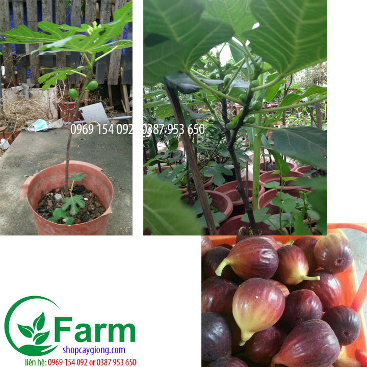 Cây sung mỹ tặng thêm cây mặc định