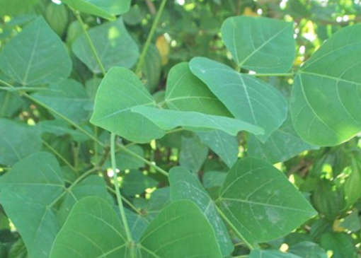 Lá vong nem phơi khô 500 gam