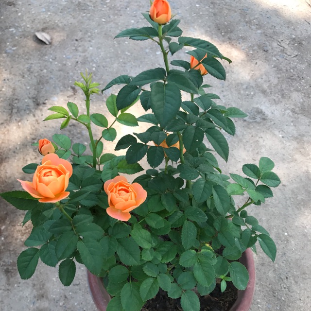 Combo 5 hoa hồng leo Pháp chọn màu