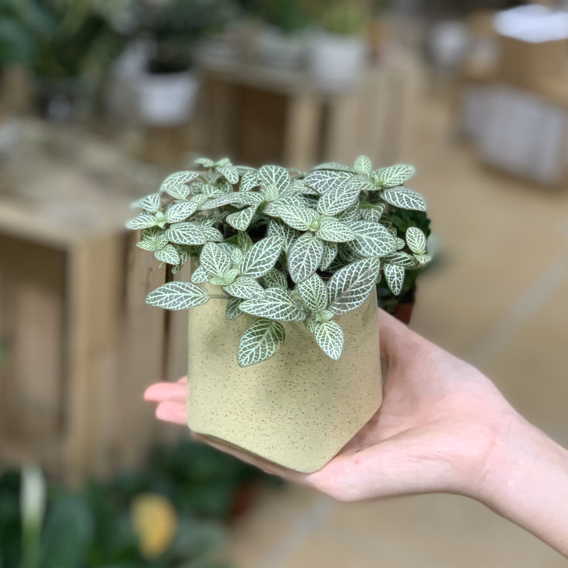 Cây cẩm nhung - 8x8x15 cm - lá xanh sọc trắng - tán cao - cây mini để bàn & chậu gốm sứ bát tràng trồng cây fittonia , sen đá, xương rồng, tiểu cảnh terrarium - chậu nón cụt - mầu be đậm