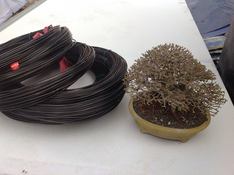 500Gr DÂY NHÔM UỐN CÂY CẢNH 1MM - CHUYÊN DÙNG CÂY BONSAI