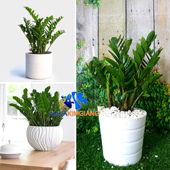 1kg sỏi trắng trang trí chậu cây cảnh, tiểu cảnh