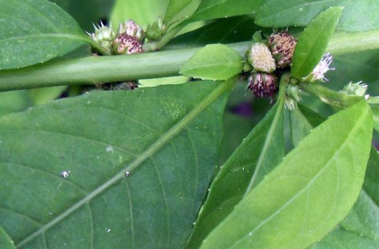 Cây cỏ lá sài ( cỏ thuoc hàn) phơi khô 1 ký