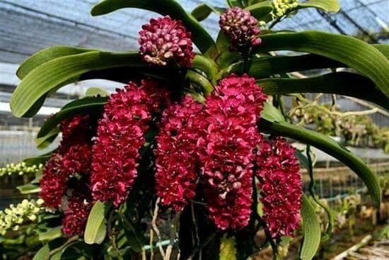 Đai châu giống đủ màu