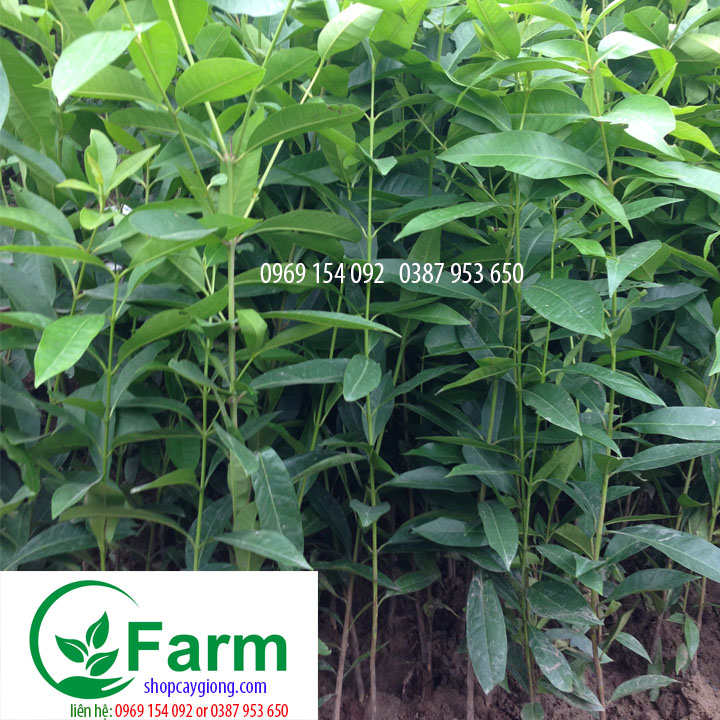 Cây vối nếp+ trồng chậu, sân vườn/dễ chăm