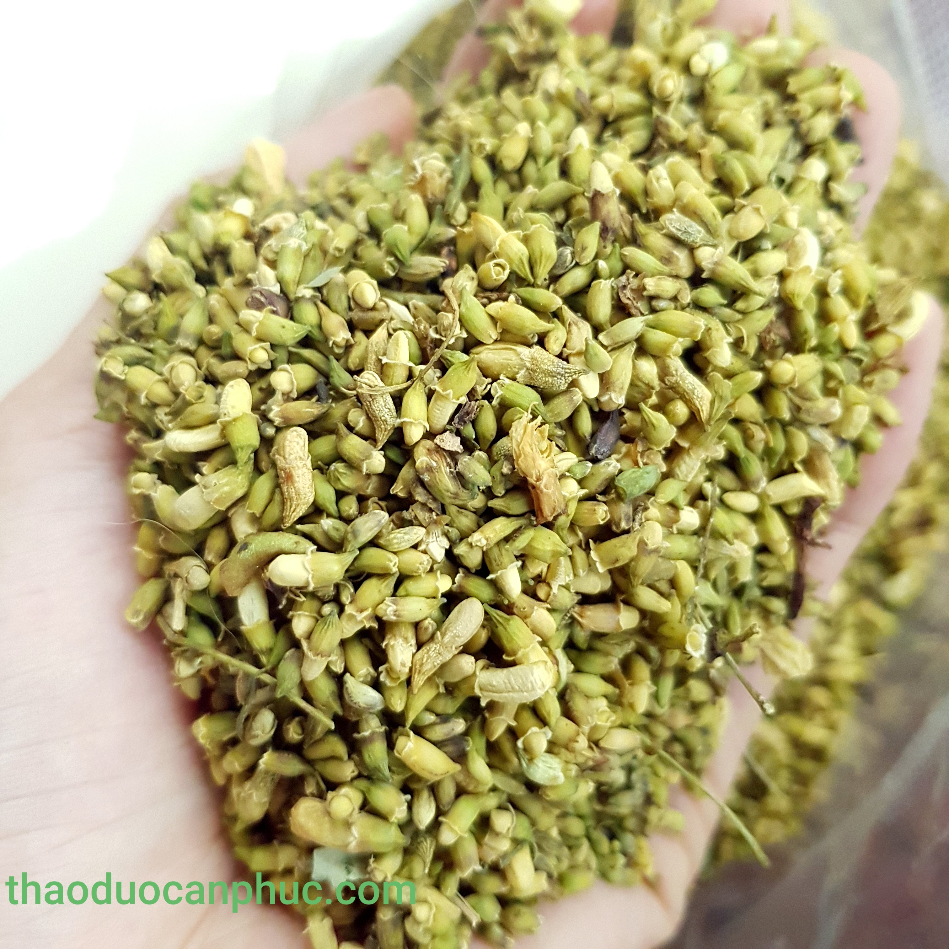 1kg nụ hoa hoè khô ổn định huyết áp, ngăn ngừa tai biến