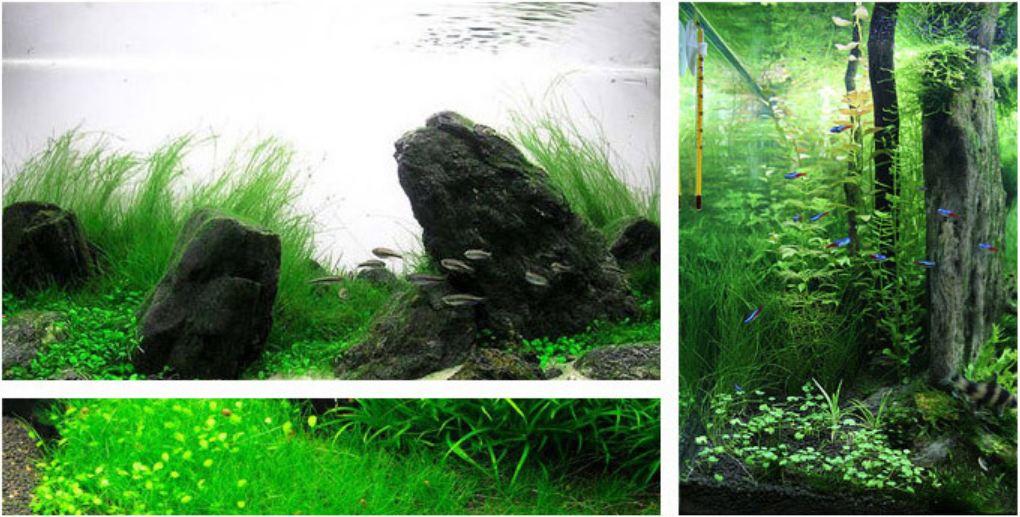 [Gói lớn siêu đầy ]Cỏ thủy sinh ngưu ma chiên lùn xòe - dành cho bể cá thủy xinh