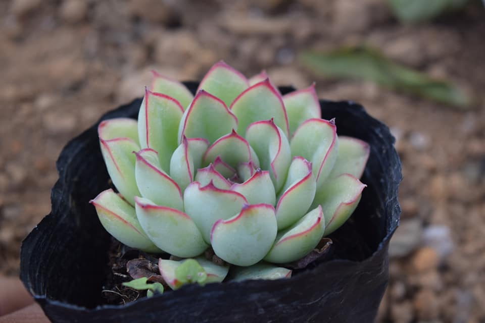 Sen đá viền đỏ 4- 6cm