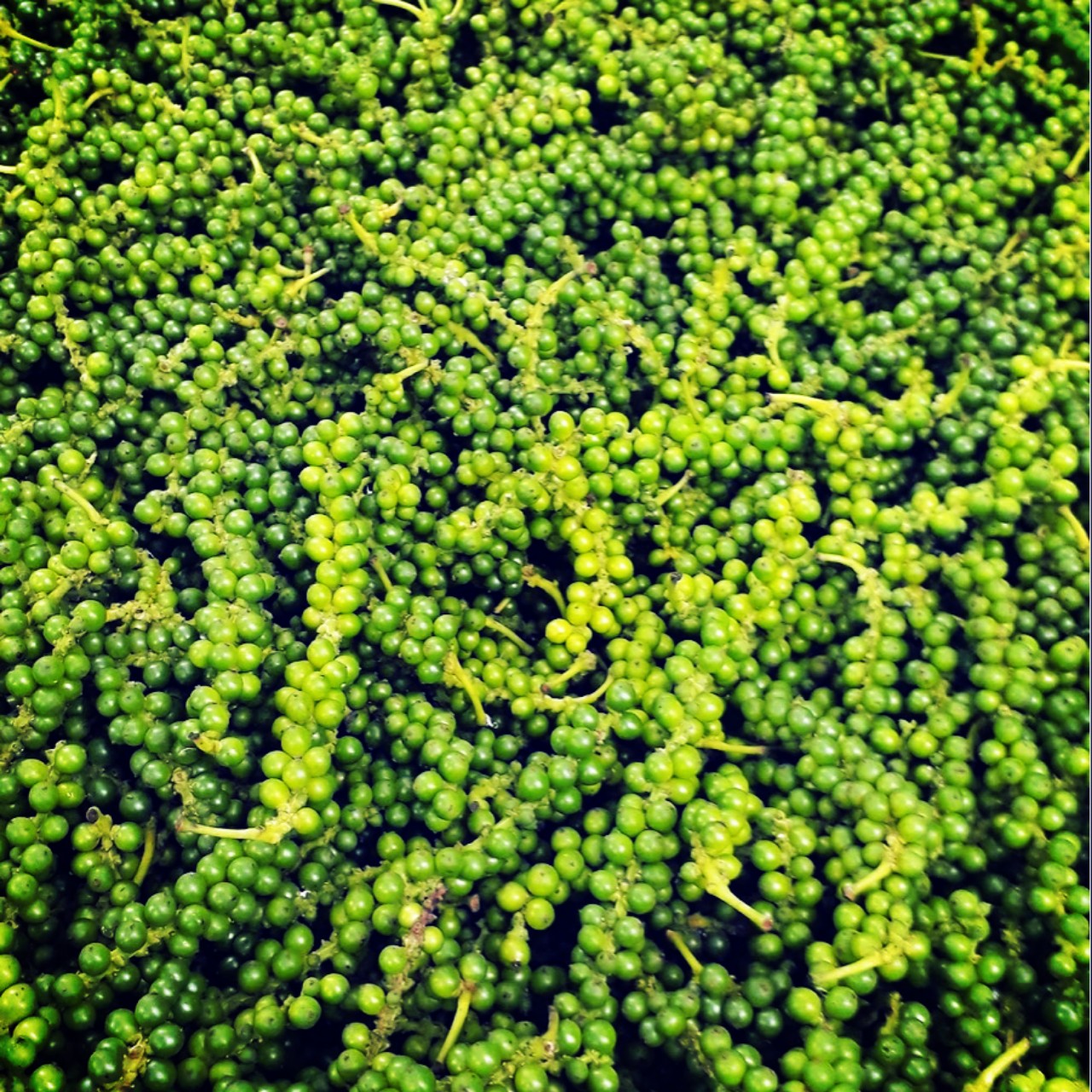 Tieu Xanh 500g loại 1 hàng xuất khẩu