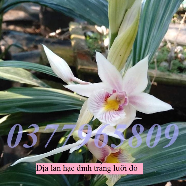 Khóm địa lan hạc đỉnh trắng lưỡi đỏ