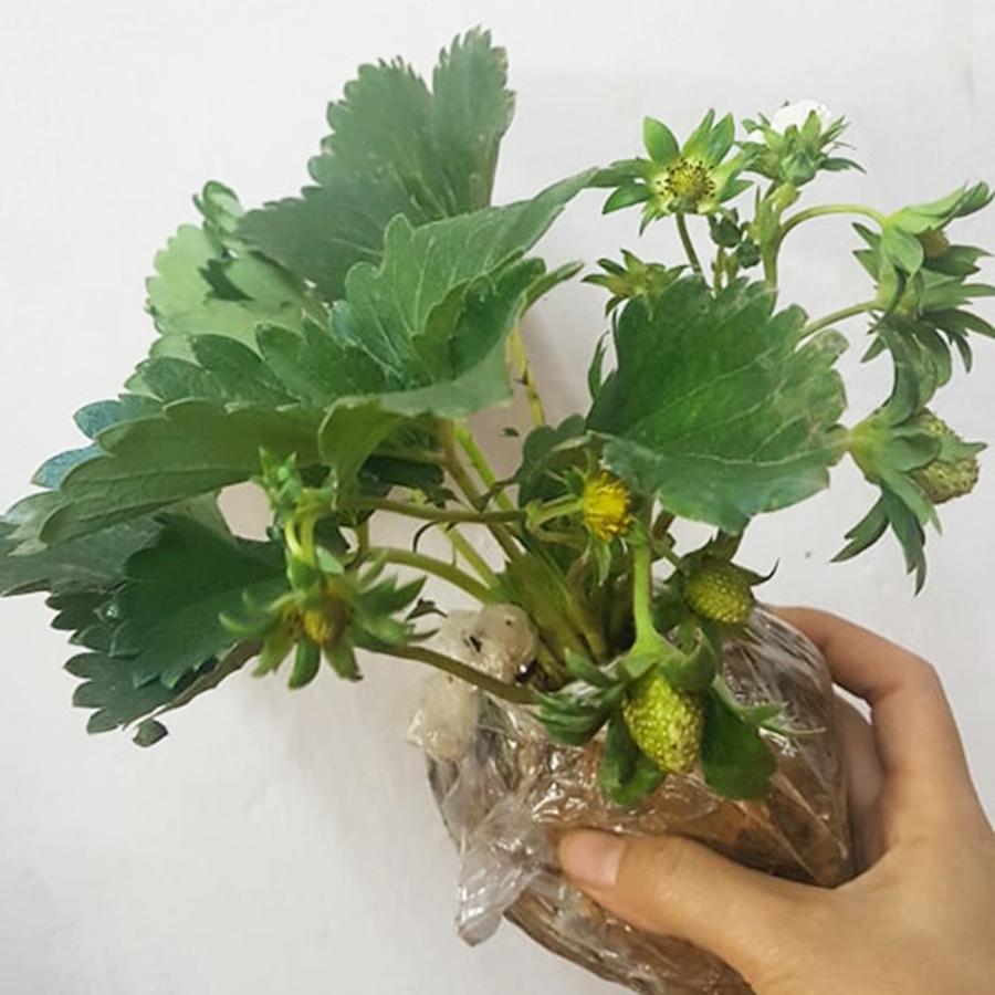 Cây dâu tây đang ra hoa và ra quả