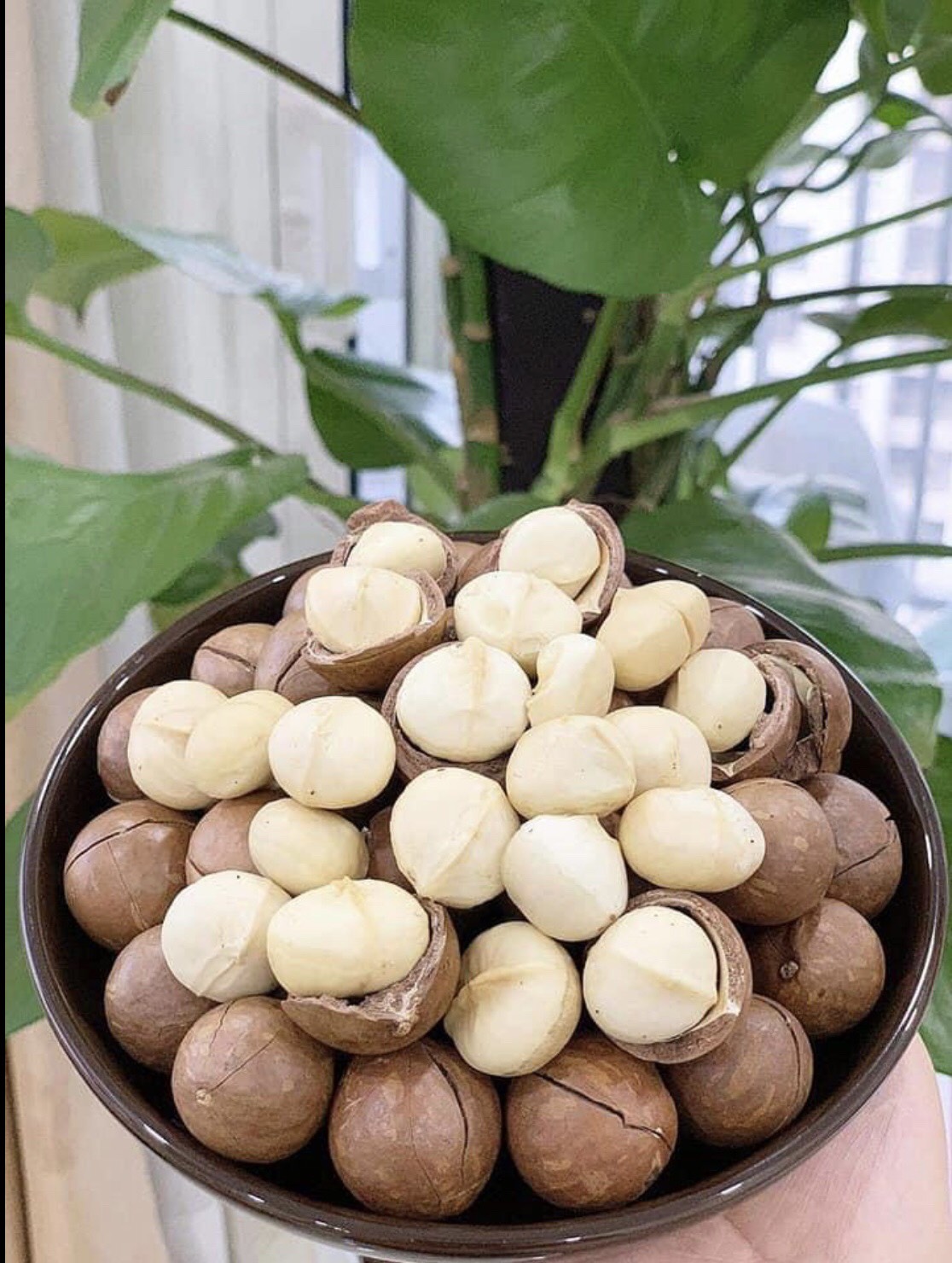 [HCM]Hạt Macca đặc biệt giống OC Lâm Đồng nhà trồng