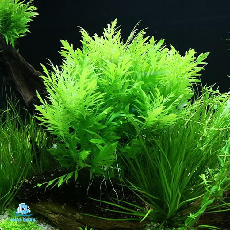 Combo 6 loại cây thủy sinh dễ trồng 1 giỏ Thủy cúc + lan nước + Đại liễu + Hồng xoăn thủy sinh