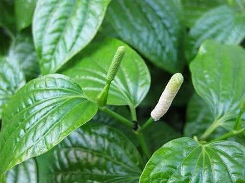 6 Cây Rau Lốt Giống, Lá Lốt tươi