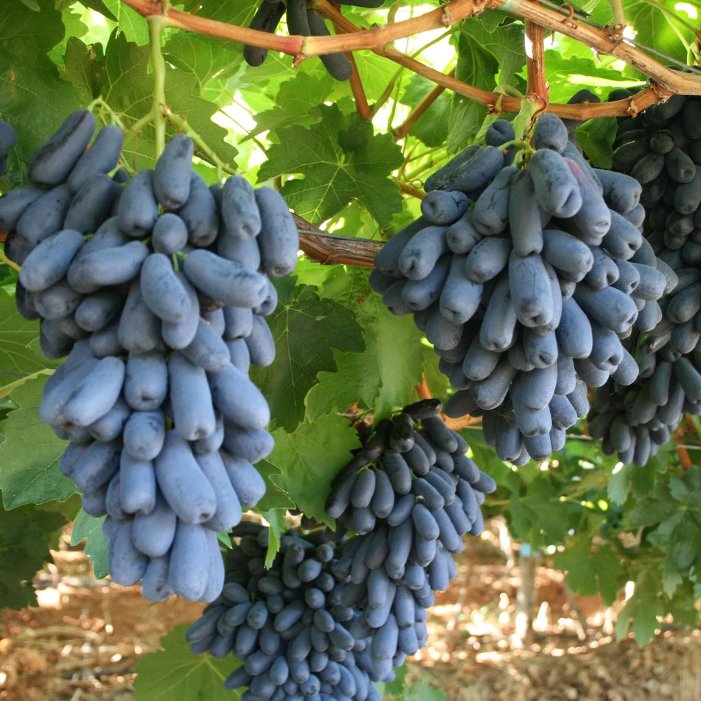 Cây nho giống Mỹ đen không hạt ( mua 2 giảm 10 %)