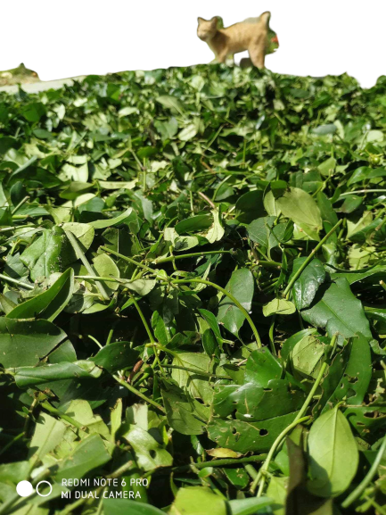 1kg chè vằng sẻ lá nhỏ - chè núi thơm ngon