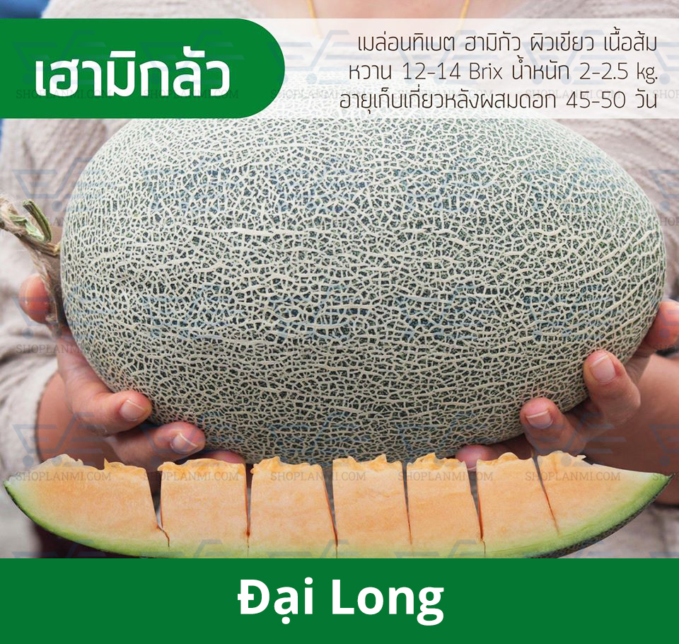 Hạt giống dưa lưới Đại Long - 12 hạt