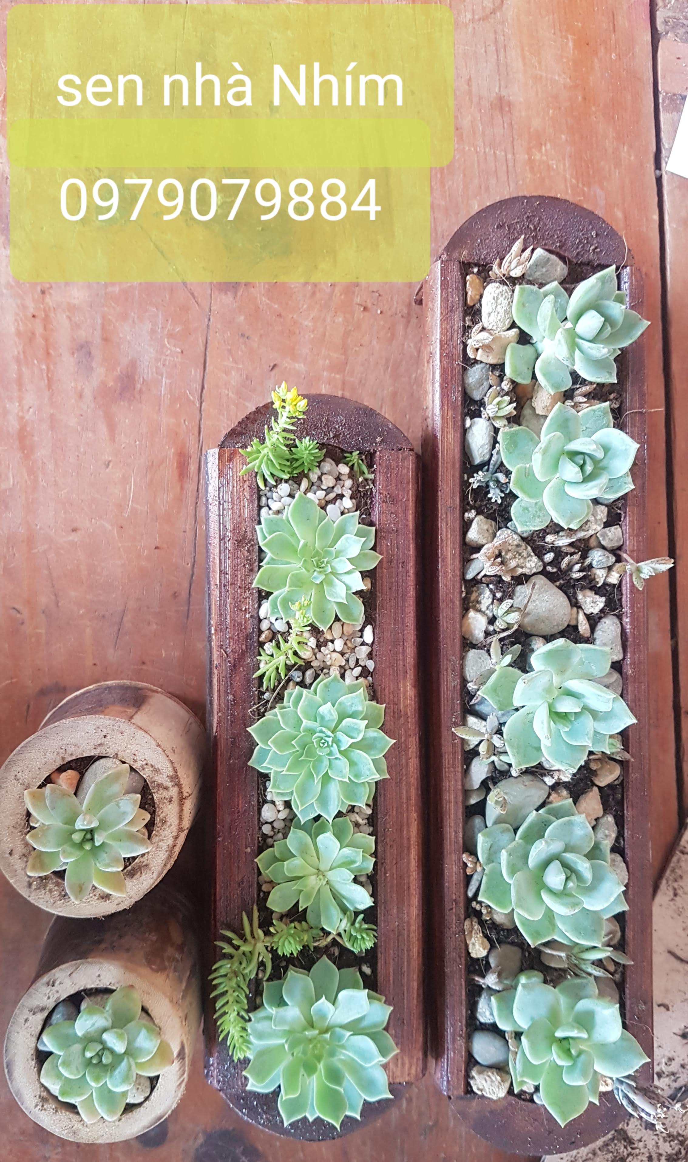 COMBO SEN ĐÁ ĐỂ BÀN - CHẬU GỖ TRE LÓNG DÀI TỪ 20-25 Cm