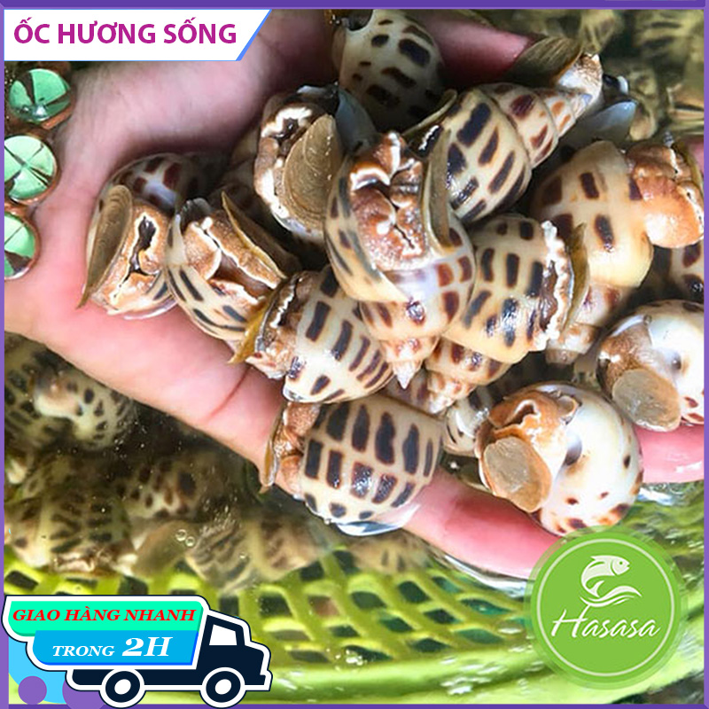 Ốc Hương Sống Loại 70-80 con/kg - Túi 1kg - Giao Hàng Ngay Tại HCM - Bách hóa hải sản tươi sống Hasasa