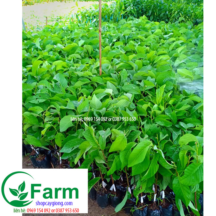 Cây na thái quả to tặng thêm cây mặc định
