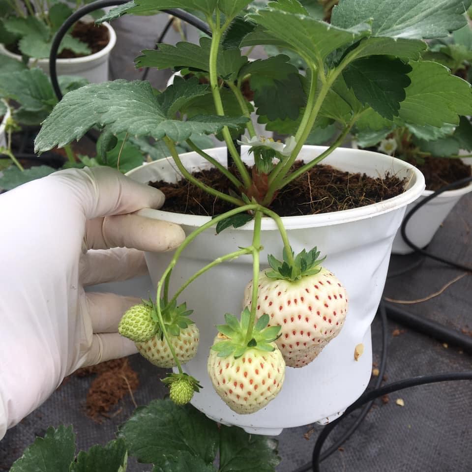 Chậu dâu tây đang quả và hoa đẹp như hình