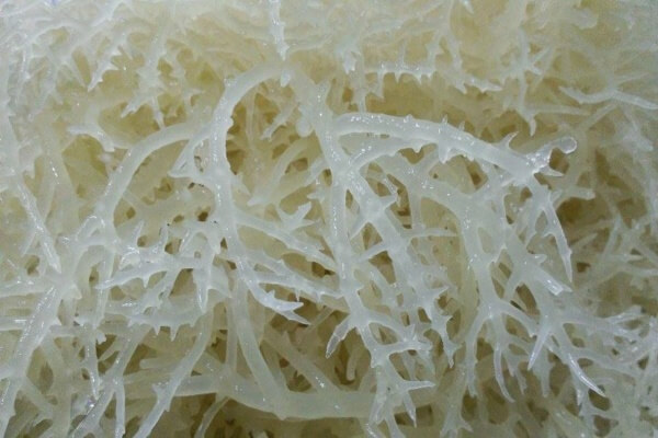 [HCM]1kg Rau câu chân vịt (Rong chân vịt)