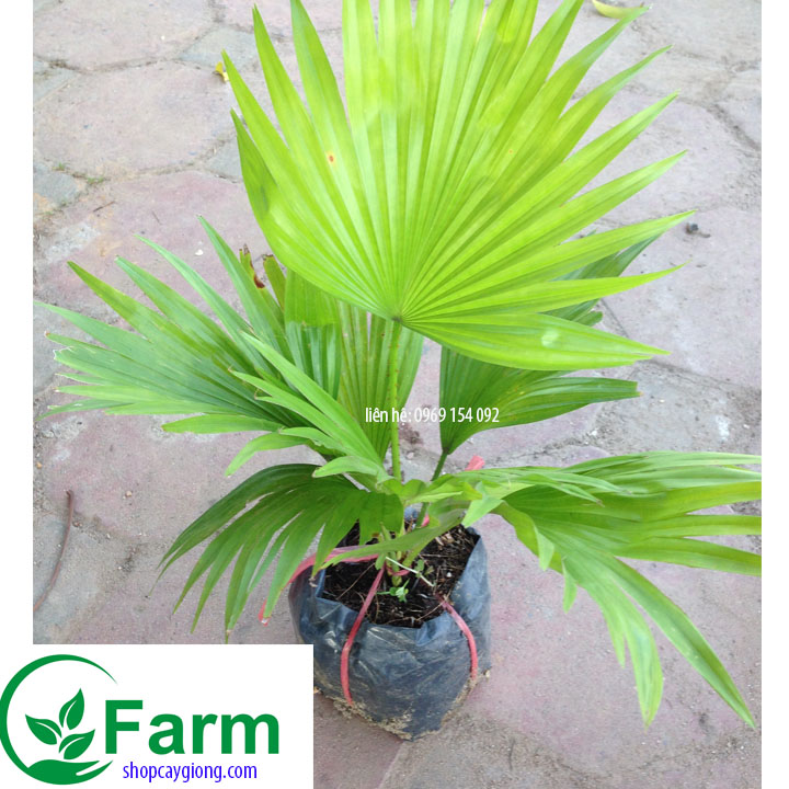 Cây cọ cảnh- cây cọ giống để bàn