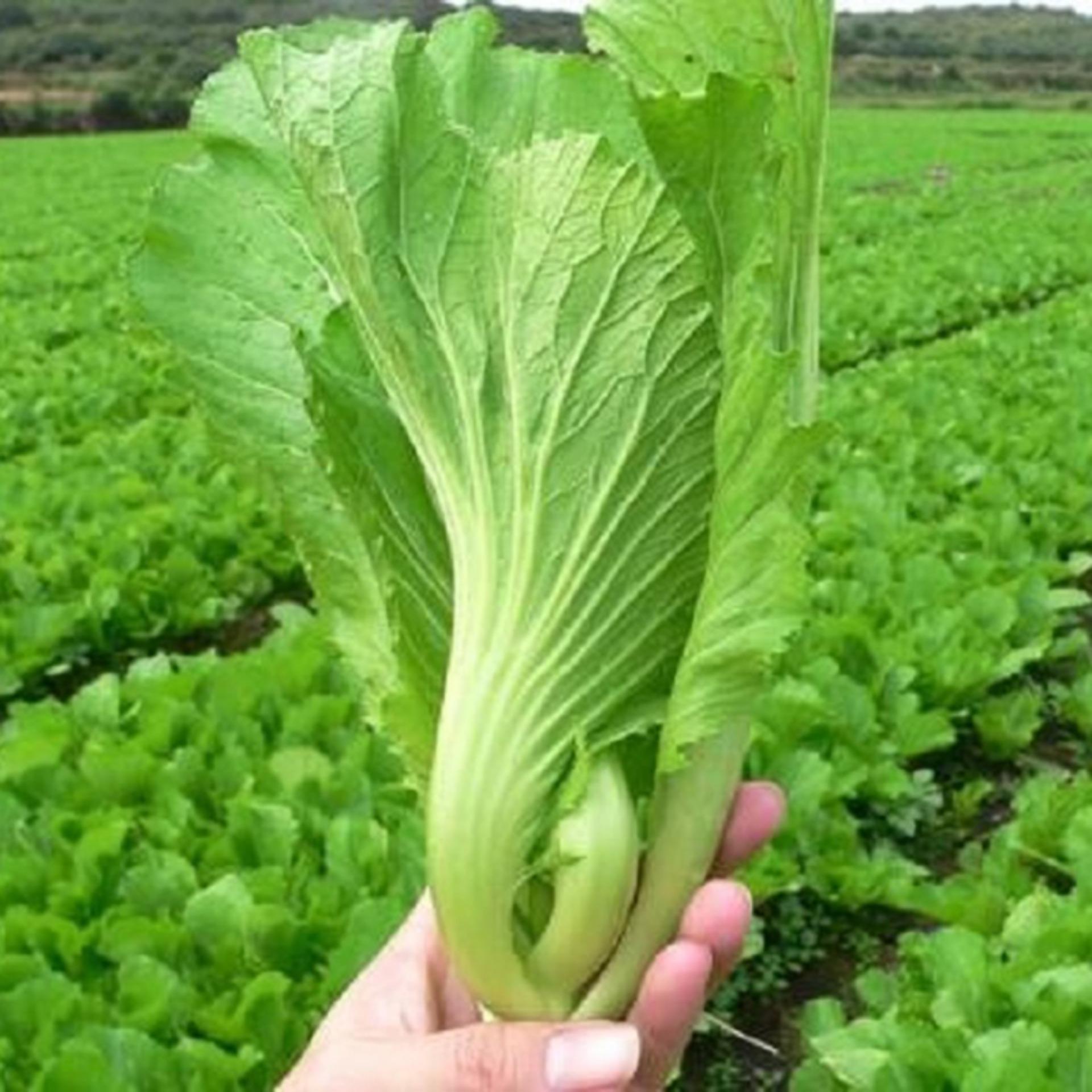 Hạt giống cải bẹ dưa gói 10g