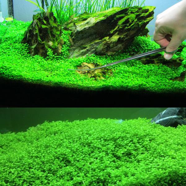 Hạt giống thủy sinh-trân châu ngọc trai