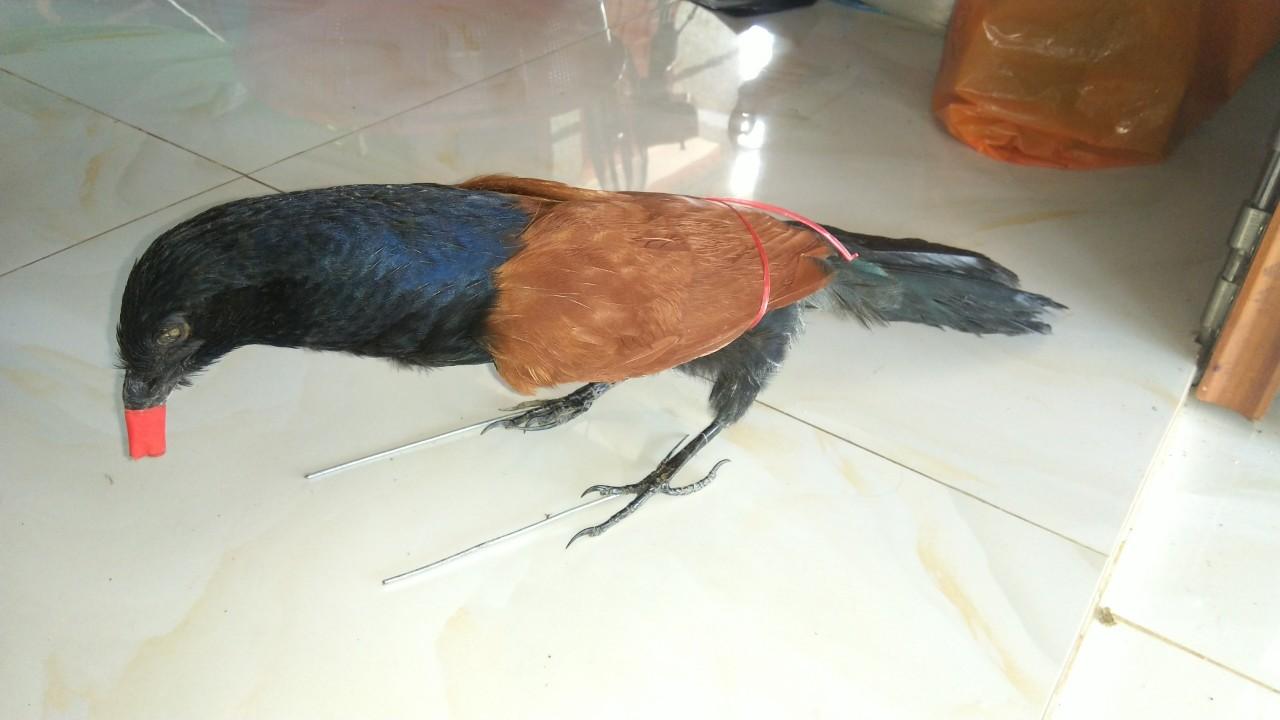 Bịp giả nhồi bông hiệu quả 100 % khi bẫy, bảo hành 2 năm