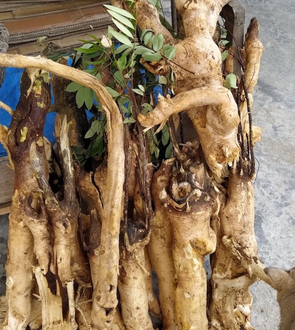 1kg mật nhân rừng - bổ thận tráng dương, hết đau lưng, nhức mỏi